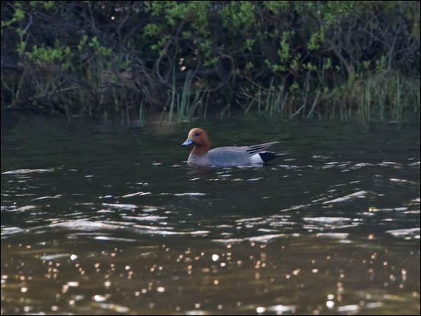 Eurasian Wigeon eurasian_wigeon_143463.psd