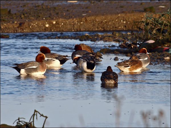 Eurasian Wigeon eurasian_wigeon_83596.psd