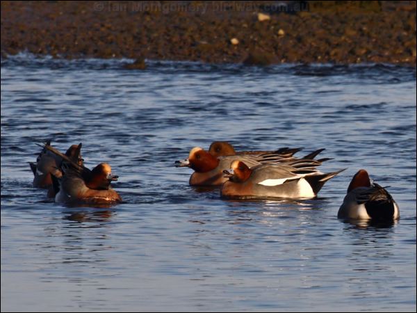Eurasian Wigeon eurasian_wigeon_83599.psd