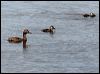 Click here to enter gallery and see photos of Ferruginous Duck