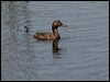 ferruginous_duck_54124