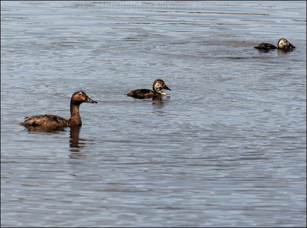 Ferruginous Duck ferruginous_duck_54114.jpg