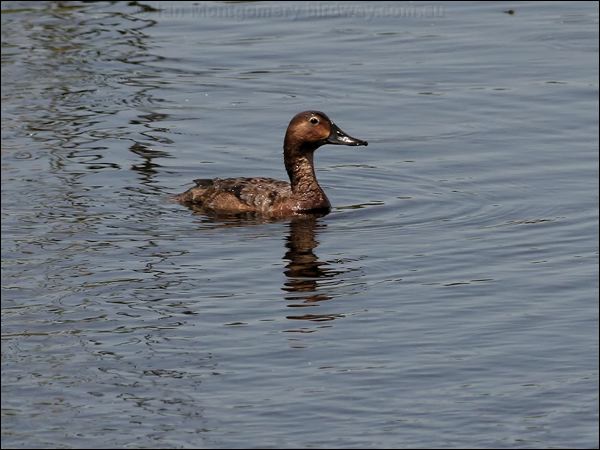 Ferruginous Duck ferruginous_duck_54124.jpg