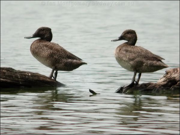 Freckled Duck freckled_duck_09767.psd