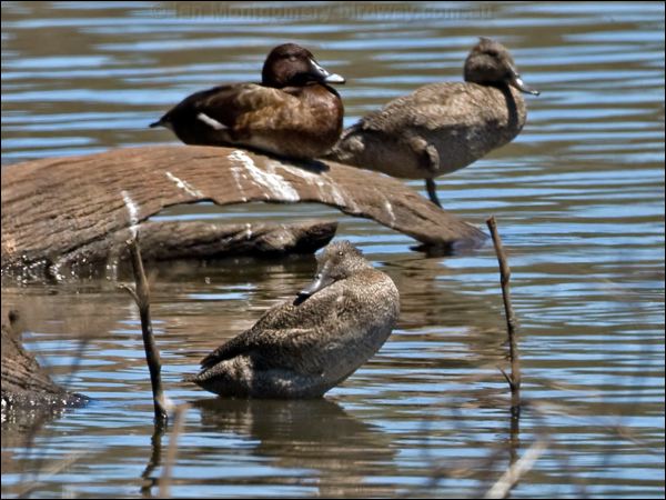 Freckled Duck freckled_duck_155261.psd