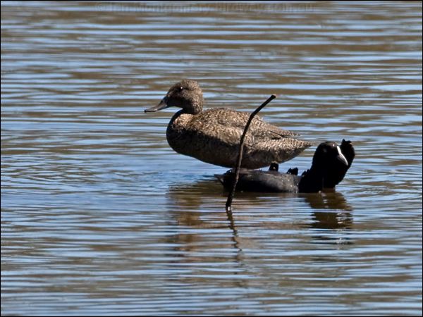 Freckled Duck freckled_duck_155317.psd