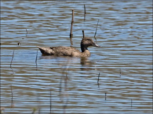Freckled Duck freckled_duck_155326.psd