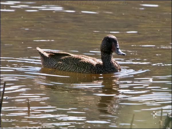 Freckled Duck freckled_duck_167583.psd