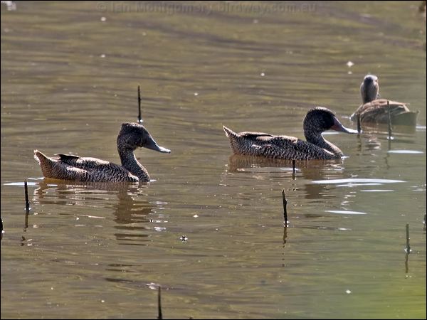 Freckled Duck freckled_duck_167587.psd