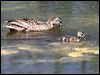 gadwall_53259