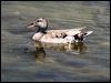 gadwall_53292