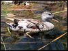 gadwall_53496