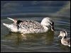 gadwall_53564