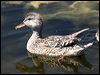 gadwall_53567