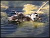 gadwall_53571