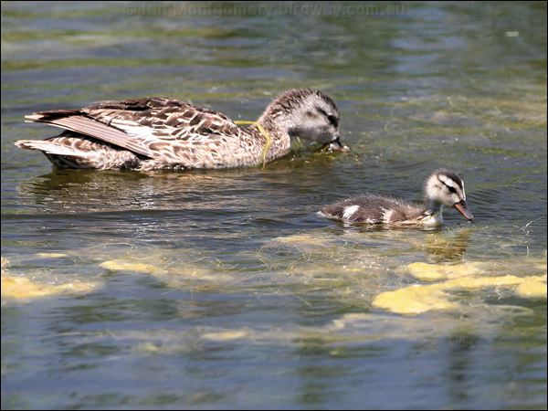 Gadwall gadwall_53259.jpg