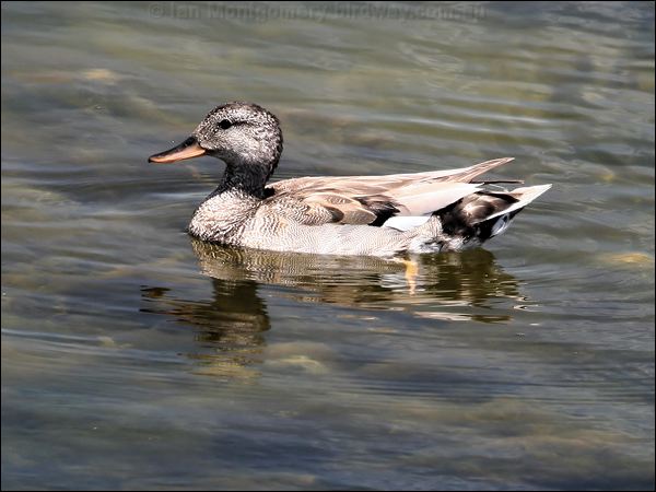 Gadwall gadwall_53292.jpg
