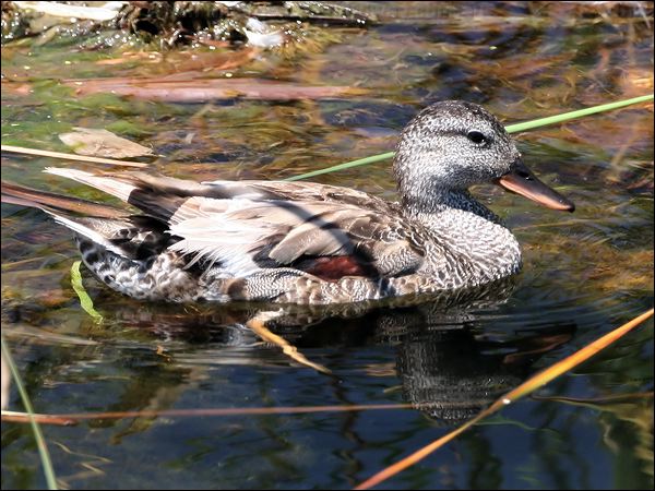Gadwall gadwall_53496.jpg