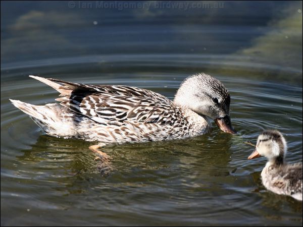 Gadwall gadwall_53564.jpg