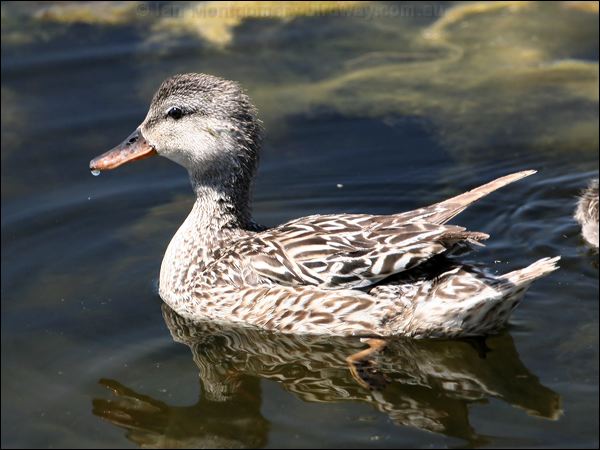 Gadwall gadwall_53567.jpg