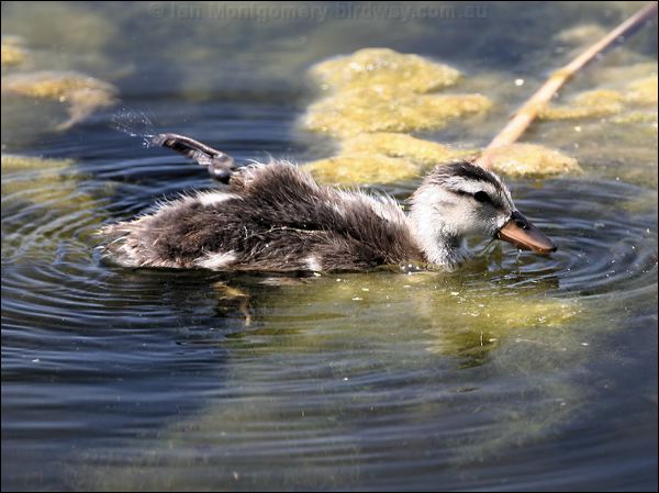Gadwall gadwall_53571.jpg