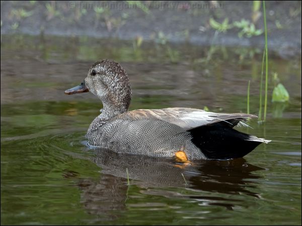 Gadwall gadwall_68133.jpg