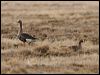 gr_whitefront_goose_66724
