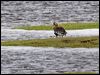 gr_whitefront_goose_67005