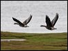 gr_whitefront_goose_67036
