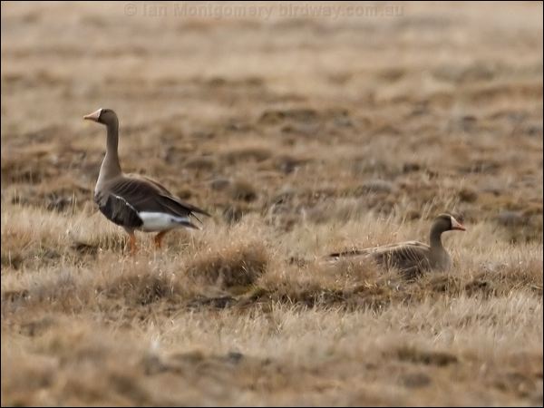 Greater White-fronted Goose gr_whitefront_goose_66724.psd