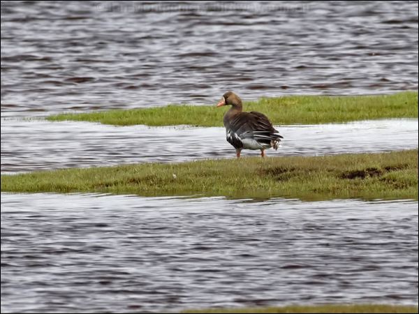 Greater White-fronted Goose gr_whitefront_goose_67005.psd