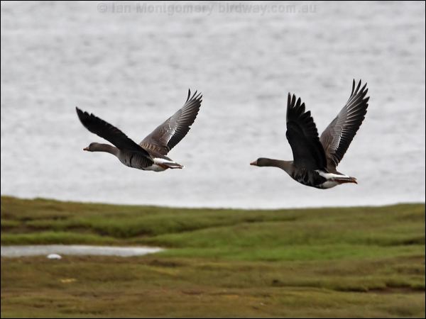 Greater White-fronted Goose gr_whitefront_goose_67036.psd