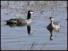 green_pygmy_goose_46582