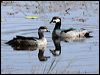 green_pygmy_goose_46615
