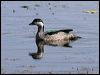 green_pygmy_goose_46629