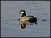 green_pygmy_goose_91786