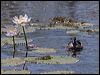 green_pygmy_goose_92899