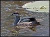 green_pygmy_goose_92918