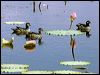 green_pygmygoose_91298