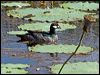 green_pygmygoose_91389