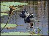 green_pygmygoose_91394