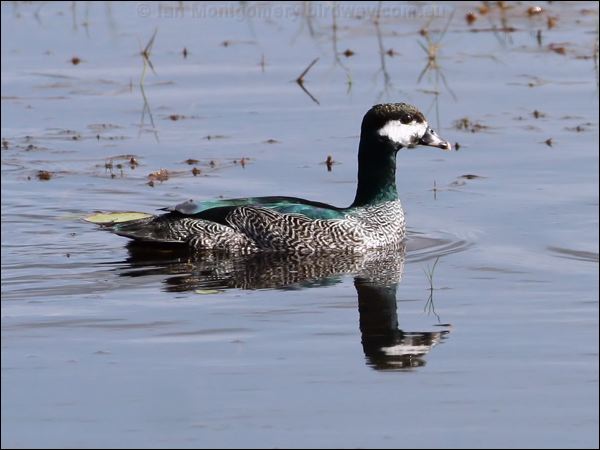 Green Pygmy-goose green_pygmy_goose_46577.psd
