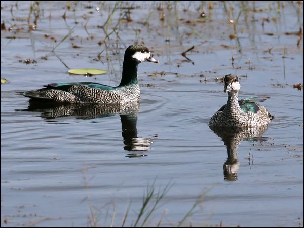 Green Pygmy-goose green_pygmy_goose_46582.psd
