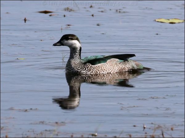 Green Pygmy-goose green_pygmy_goose_46629.psd