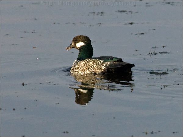 Green Pygmy-goose green_pygmy_goose_91786.psd