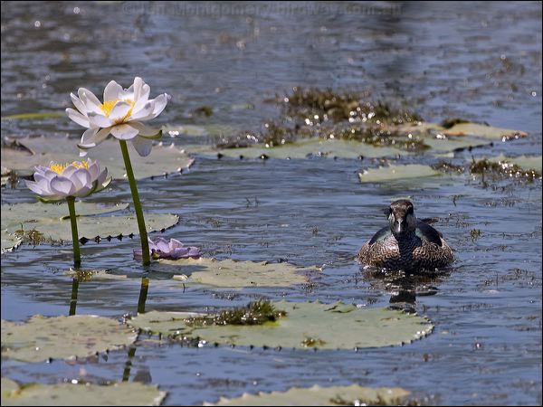 Green Pygmy-goose green_pygmy_goose_92899.psd