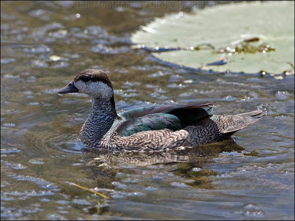 Green Pygmy-goose green_pygmy_goose_92918.psd
