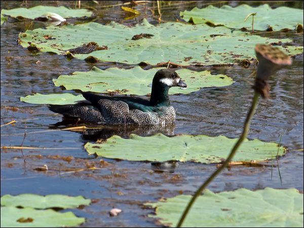 Green Pygmy-goose green_pygmygoose_91389.psd
