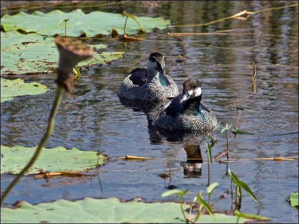 Green Pygmy-goose green_pygmygoose_91394.psd