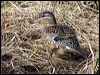 green_winged_teal_65995